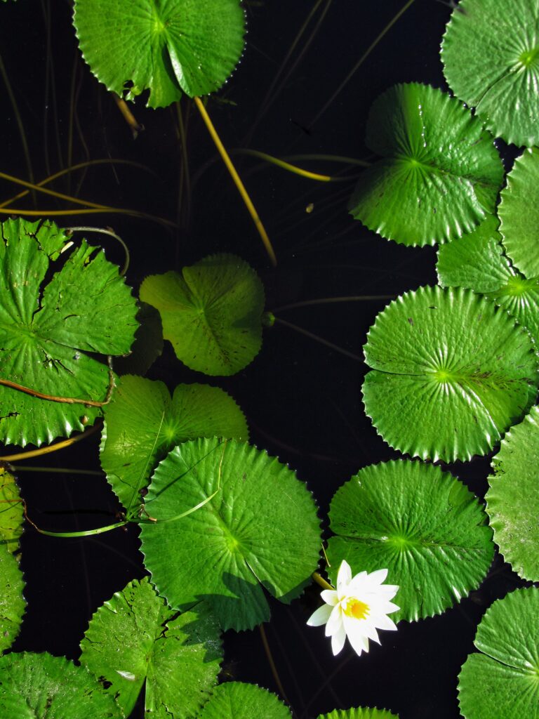 Hoa súng từ trên xuống